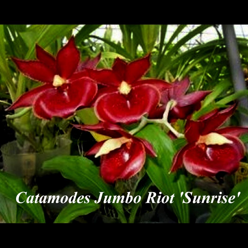 Catamodes Jumbo Riot 'Sunrise'